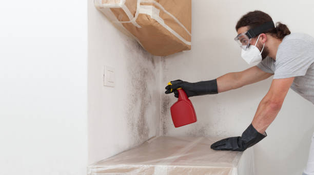 Professional Basement Mold Remediation technician working in Cottage Grove, MN