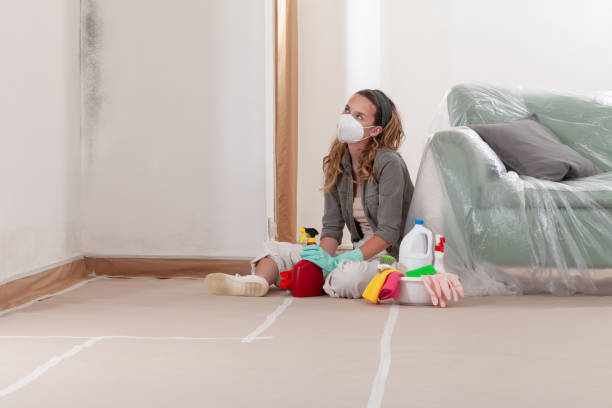 Reliable Basement Mold Remediation contractor in Cottage Grove, MN by Car Mold Remediation